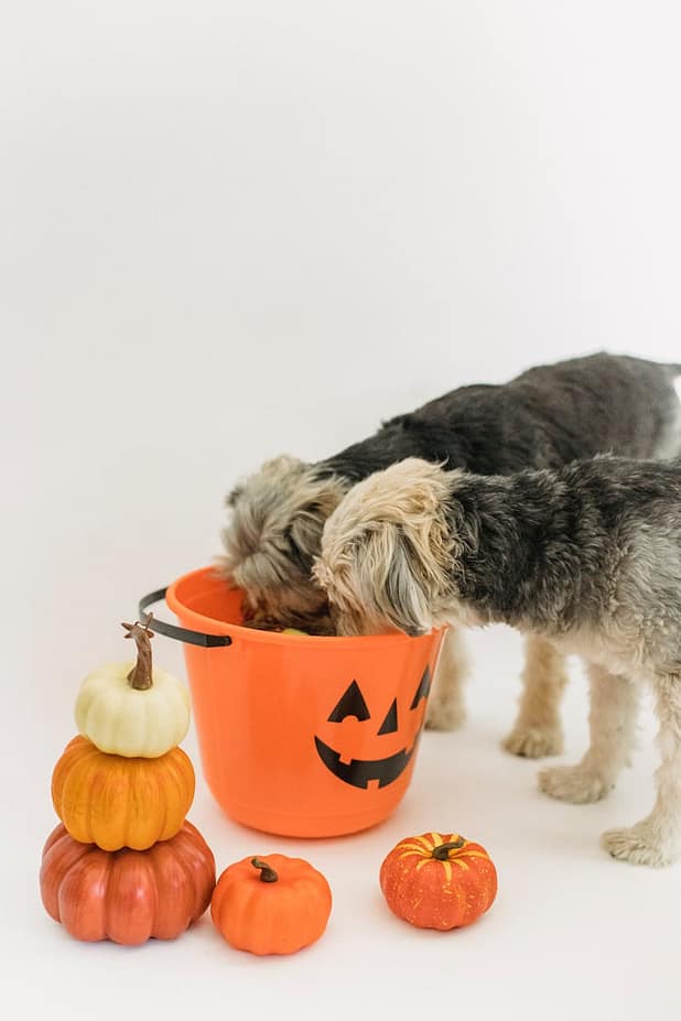 Little purebred dogs eating from Halloween bucket near pumpkins in bright room on white background